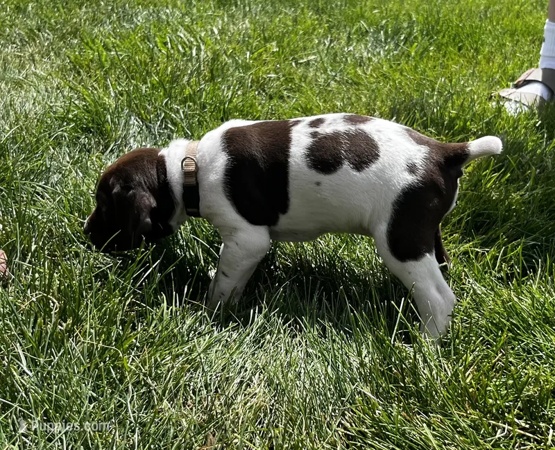 Ruger – German Shorthaired Pointer puppy for sale in Maynard, IA