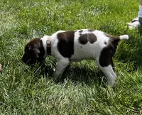 Ruger, a male German Shorthaired Pointer for sale in Maynard, IA – 1 of 5