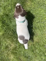 Riggs, a male German Shorthaired Pointer for sale in Maynard, IA – 4 of 4