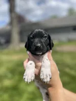 Benny, a male German Shorthaired Pointer for sale in Maynard, IA – 2 of 4