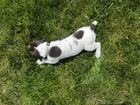 David, a male German Shorthaired Pointer for sale in Maynard, IA – 4 of 4