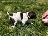 Ruger, a male German Shorthaired Pointer for sale in Maynard, IA – 2 of 5