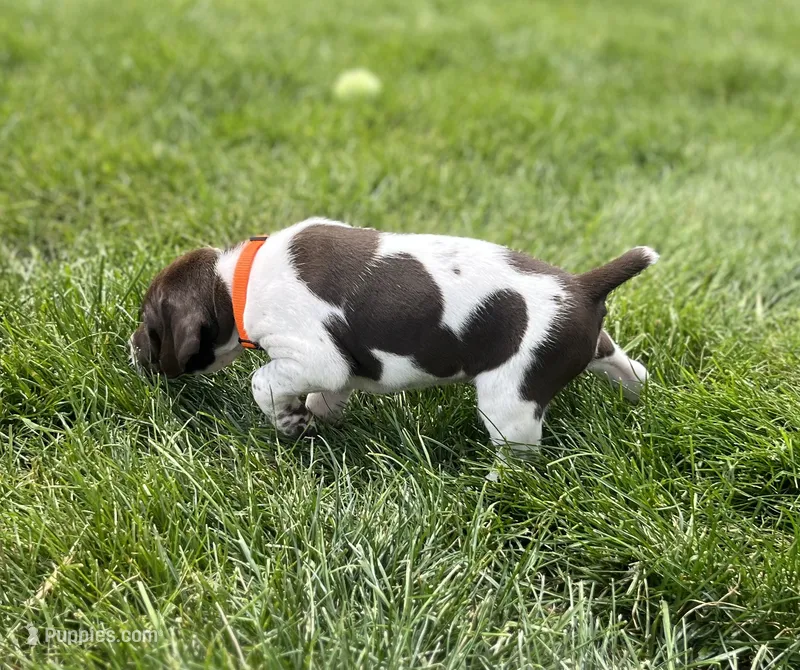 Buck – German Shorthaired Pointer puppy for sale in Maynard, IA