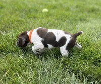 Buck, a male German Shorthaired Pointer for sale in Maynard, IA – 1 of 4