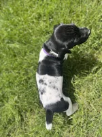 Luna, a female German Shorthaired Pointer for sale in Maynard, IA – 4 of 4