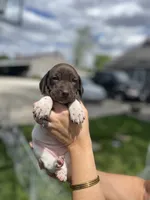 Poppy, a female German Shorthaired Pointer for sale in Maynard, IA – 3 of 4