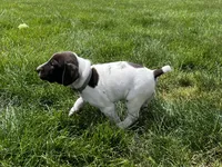 David, a male German Shorthaired Pointer for sale in Maynard, IA – 2 of 4
