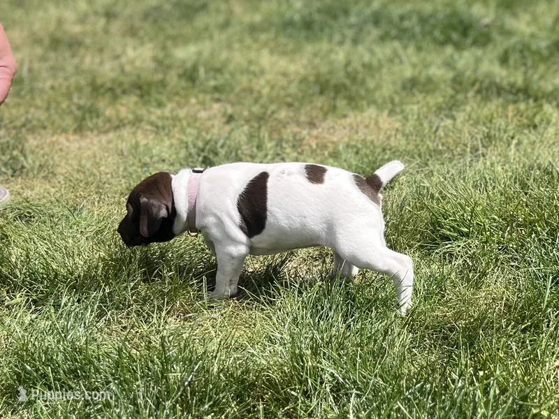 Poppy – German Shorthaired Pointer puppy for sale in Maynard, IA