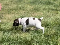 Poppy, a female German Shorthaired Pointer for sale in Maynard, IA – 1 of 4
