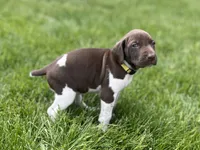Goldie, a female German Shorthaired Pointer for sale in Maynard, IA – 3 of 4