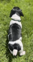 Watson, a male German Shorthaired Pointer for sale in Maynard, IA – 4 of 4