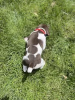 Reba, a female German Shorthaired Pointer for sale in Maynard, IA – 3 of 4