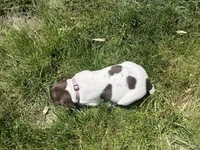 Poppy, a female German Shorthaired Pointer for sale in Maynard, IA – 4 of 4