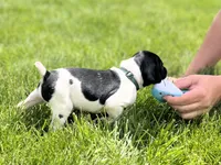 Watson, a male German Shorthaired Pointer for sale in Maynard, IA – 2 of 4
