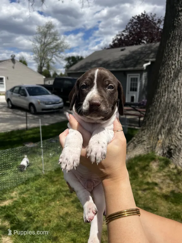 David – German Shorthaired Pointer puppy for sale in Maynard, IA