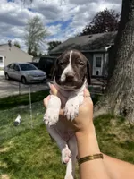 David, a male German Shorthaired Pointer for sale in Maynard, IA – 1 of 4
