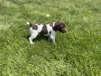 Reba, a female German Shorthaired Pointer for sale in Maynard, IA – 4 of 4