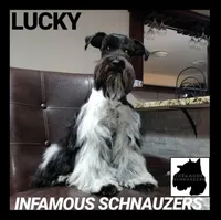 Lucky , a male Miniature Schnauzer for sale in San Antonio, TX – 4 of 5