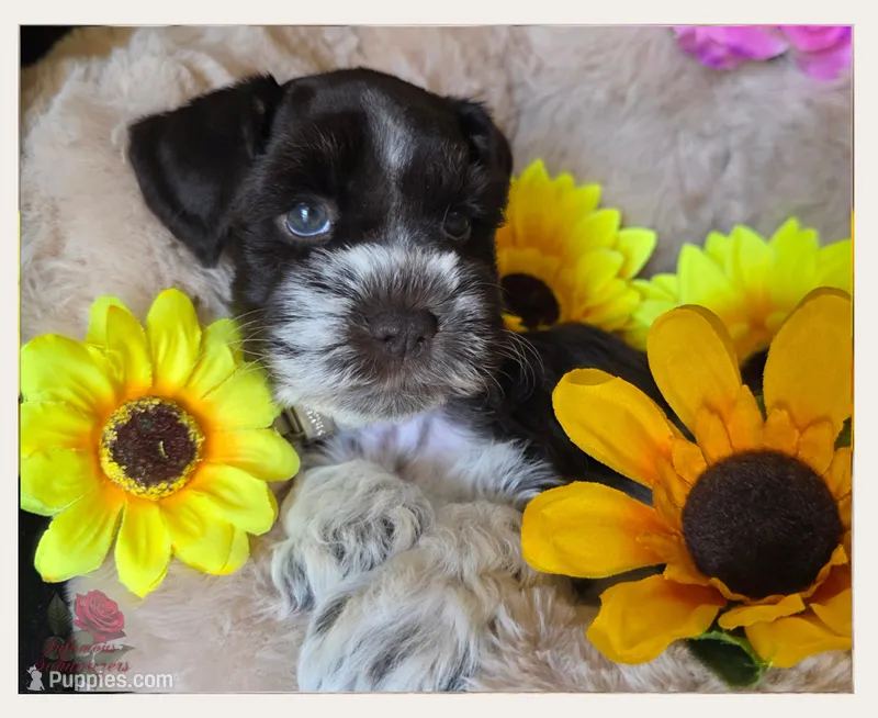 Miss – Miniature Schnauzer puppy for sale in San Antonio, TX