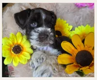 Miss, a female Miniature Schnauzer for sale in San Antonio, TX – 1 of 3