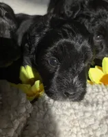 Sweety, a female Miniature Schnauzer for sale in San Antonio, TX – 2 of 2