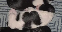 Lucky, a male Miniature Schnauzer for sale in San Antonio, TX – 3 of 5