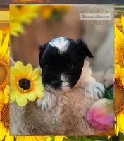 Lucky , a male Miniature Schnauzer for sale in San Antonio, TX – 3 of 5