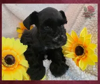 Missy, a female Miniature Schnauzer for sale in San Antonio, TX – 2 of 4
