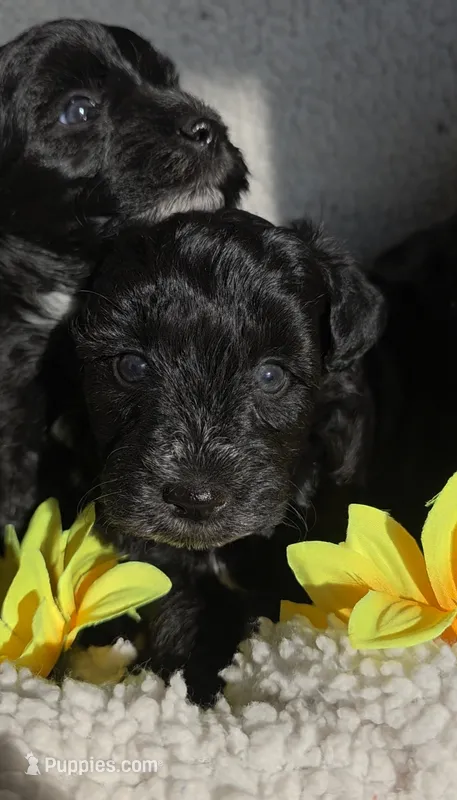 Sweety – Miniature Schnauzer puppy for sale in San Antonio, TX