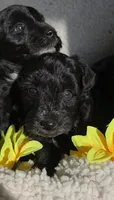 Sweety, a female Miniature Schnauzer for sale in San Antonio, TX – 1 of 2