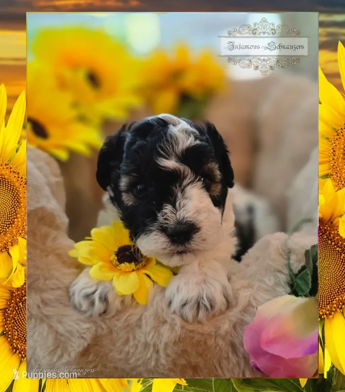 Luciano  – Miniature Schnauzer puppy for sale in San Antonio, TX