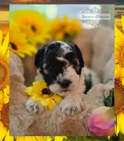 Luciano , a male Miniature Schnauzer for sale in San Antonio, TX – 1 of 3