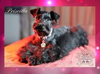 Leo, a male Miniature Schnauzer for sale in San Antonio, TX – 4 of 4
