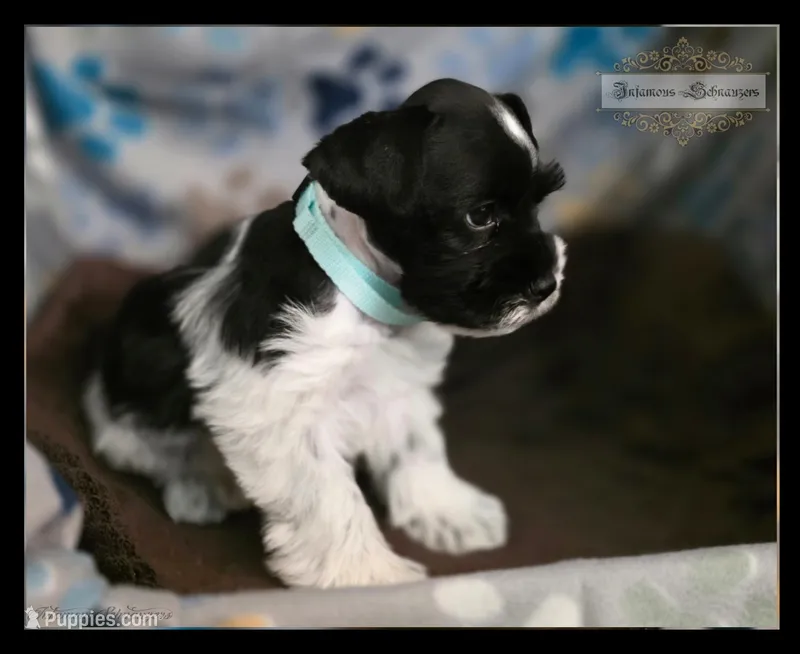 Luck – Miniature Schnauzer puppy for sale in San Antonio, TX