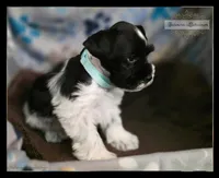 Luck, a male Miniature Schnauzer for sale in San Antonio, TX – 1 of 3