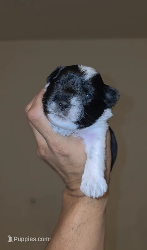 Lucky – Miniature Schnauzer puppy for sale in San Antonio, TX