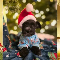 Handsome, a male Miniature Schnauzer for sale in San Antonio, TX – Photo 1 of 2