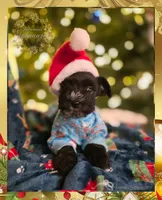 Handsome, a male Miniature Schnauzer for sale in San Antonio, TX – Photo 1 of 2