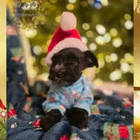 Handsome, a male Miniature Schnauzer for sale in San Antonio, TX – Photo 2 of 2