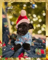 Handsome, a male Miniature Schnauzer for sale in San Antonio, TX – Photo 2 of 2