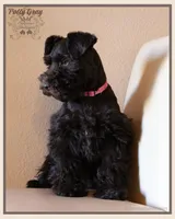 Polly, a female Miniature Schnauzer for sale in San Antonio, TX – Photo 1 of 3