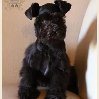 Polly, a female Miniature Schnauzer for sale in San Antonio, TX – Photo 3 of 3