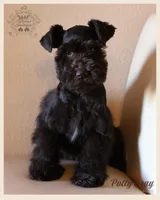 Polly, a female Miniature Schnauzer for sale in San Antonio, TX – Photo 3 of 3