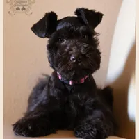 Polly, a female Miniature Schnauzer for sale in San Antonio, TX – Photo 2 of 3