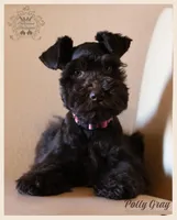 Polly, a female Miniature Schnauzer for sale in San Antonio, TX – Photo 2 of 3