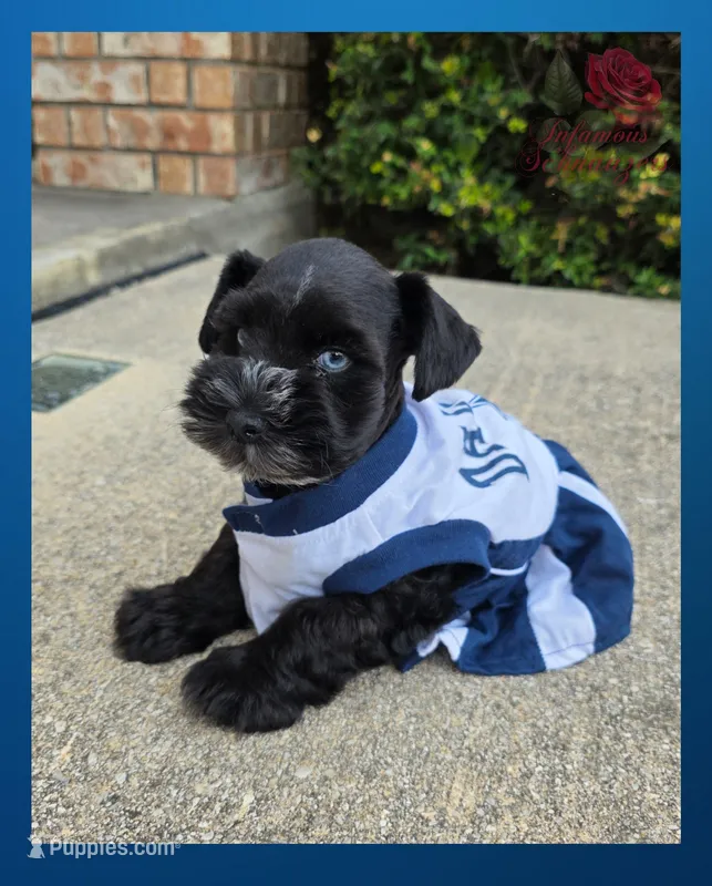 Beauty – Miniature Schnauzer puppy for sale in San Antonio, TX