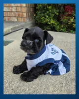 Beauty, a female Miniature Schnauzer for sale in San Antonio, TX – 1 of 2