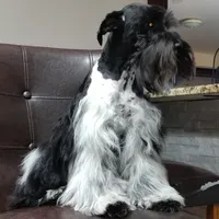 Lucky , a male Miniature Schnauzer for sale in San Antonio, TX – 5 of 5