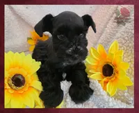 Missy, a female Miniature Schnauzer for sale in San Antonio, TX – 4 of 4