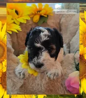 Luciano , a male Miniature Schnauzer for sale in San Antonio, TX – 3 of 3